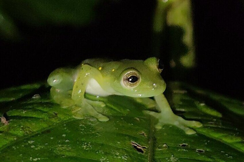 Glass frog