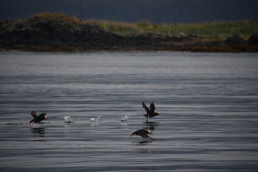 Alaska Whale Tour with Live Drone Footage from Hoonah