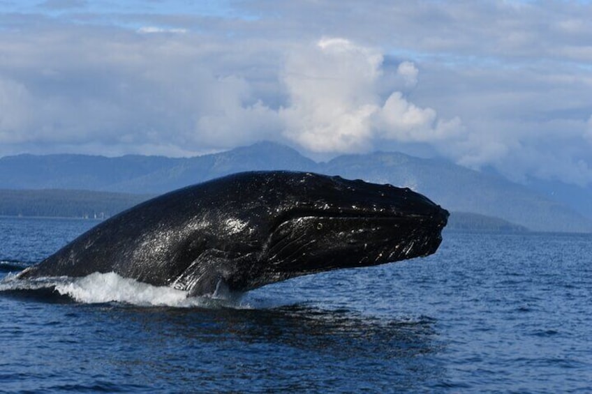 Alaska Whale Tour with Live Drone Footage from Hoonah