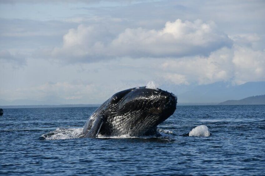 Alaska Whale Tour with Live Drone Footage from Hoonah