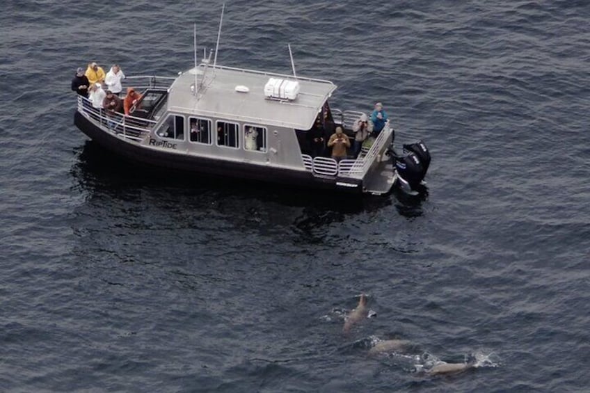 Local Alaska Whale Watching with Bonus Live Drone Footage of Whales