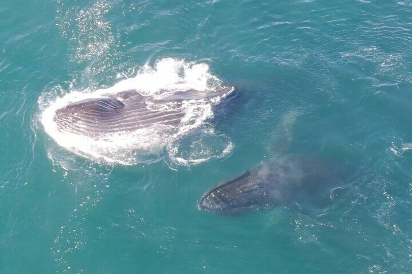 Local Alaska Whale Watching with Bonus Live Drone Footage of Whales