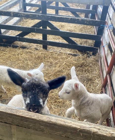 Picture 2 for Activity Wicklow: Greenan Farm, Museums & Maze with Animal Feeding