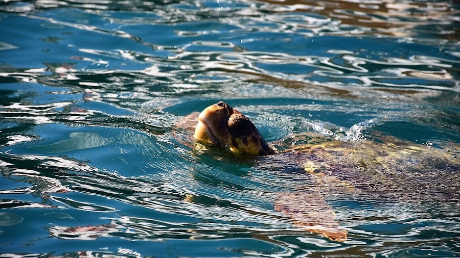 Glass Bottom Boat Tour Myzithres & Turtle Adventure