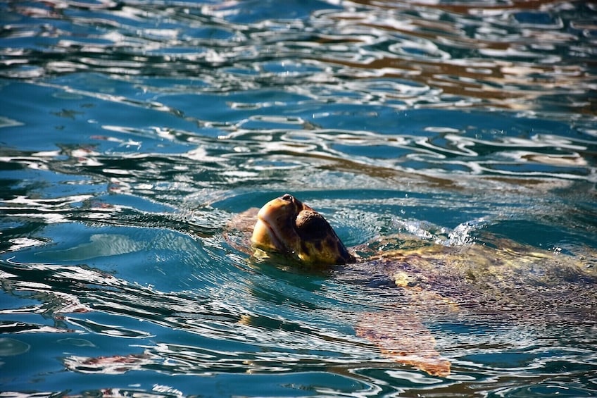 Glass Bottom Boat Tour Myzithres & Turtle Adventure