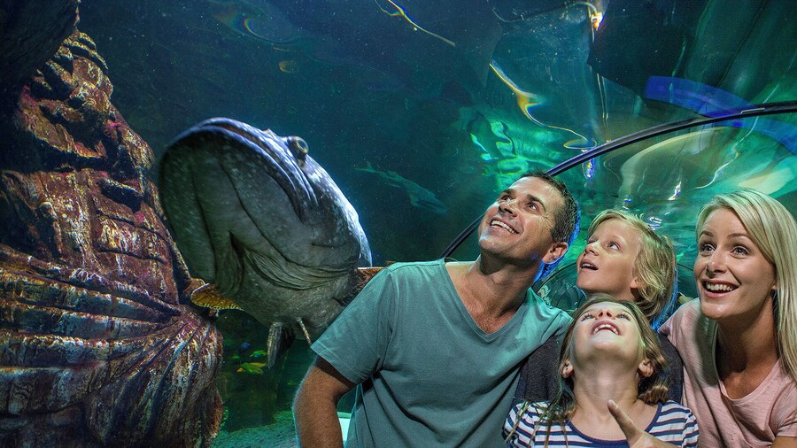 SEA LIFE Sunshine Coast Behind the Scenes
