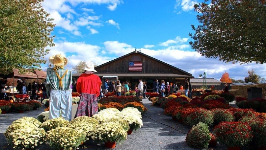 Happy Farm Picking and Playing 1-Day Tour From NY