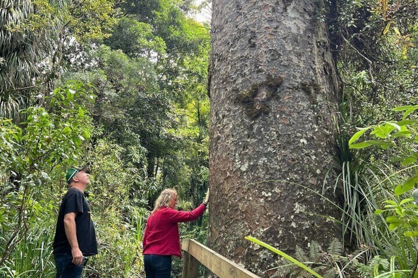 Kauri Trees - Waipoua Forest