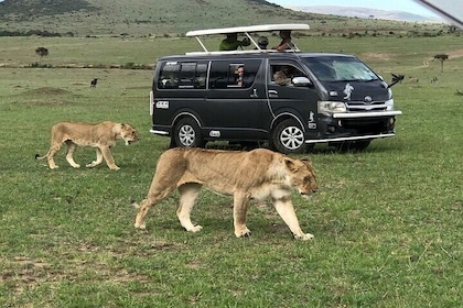 Parc national de Nairobi, Karen Blixen, spectacle de danse culturelle et dî...