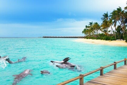 Half-Day Fun Adventure Private Tour in Male