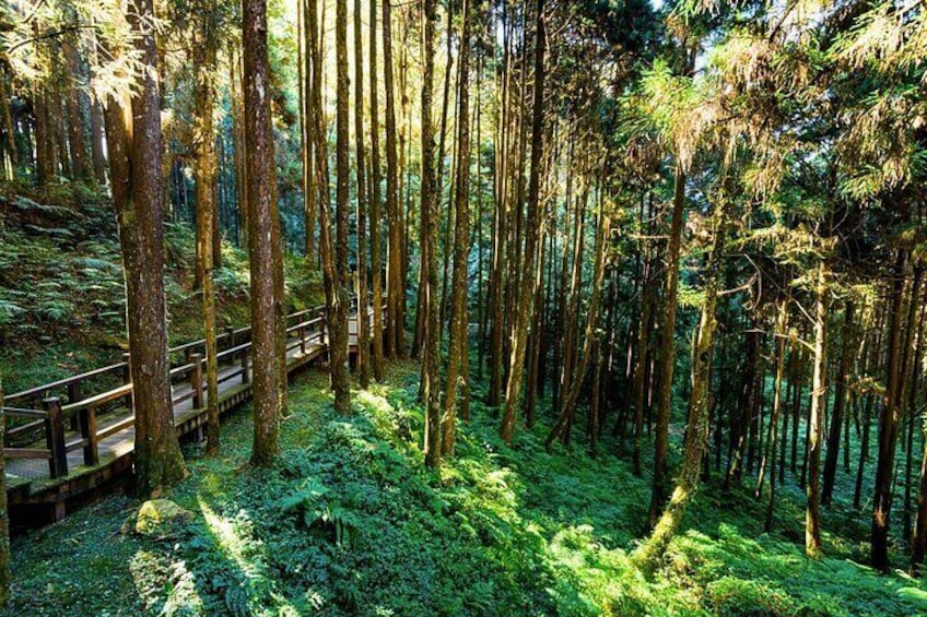 Alishan 2Day Shared Tour from Taipei