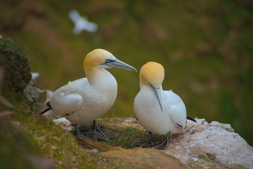 From Inverness: Moray Coast, Wildlife & Whisky