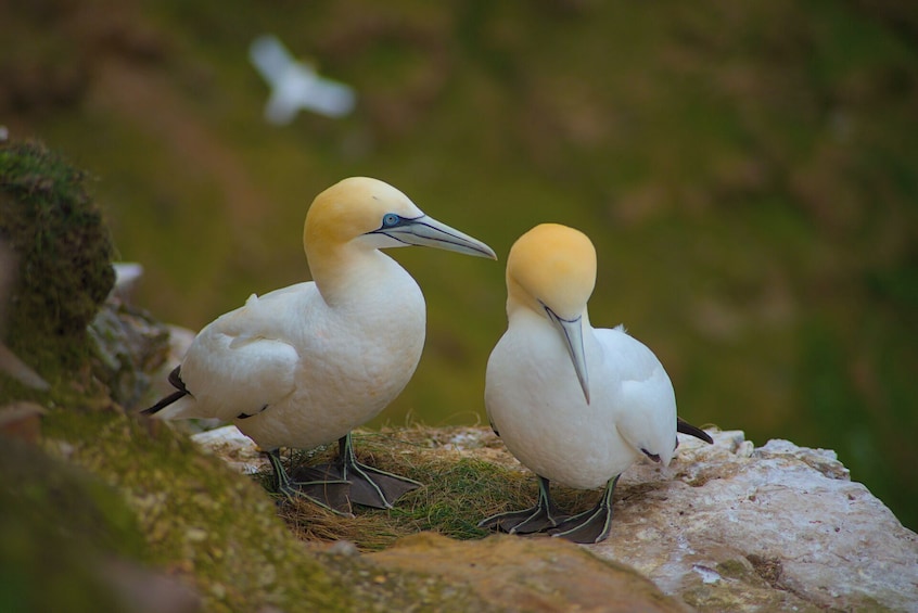 From Inverness: Moray Coast, Wildlife & Whisky