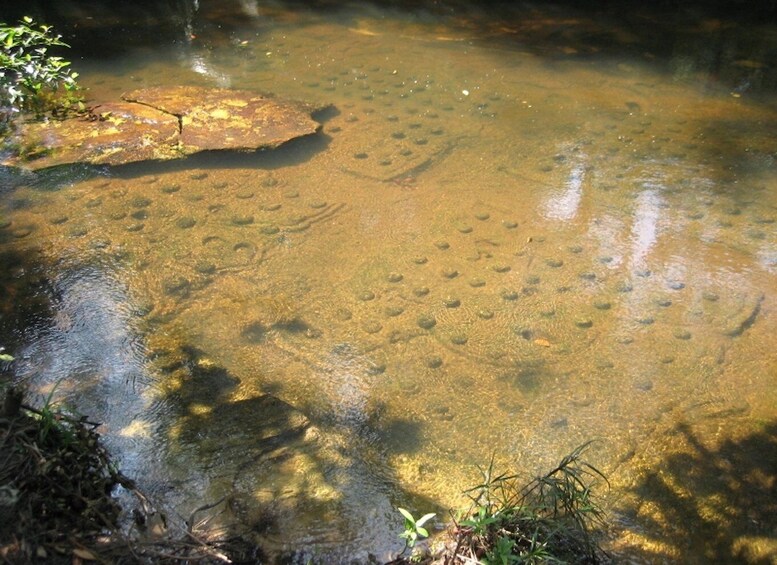 Picture 4 for Activity Siem Reap: Phnom Kulen Tour