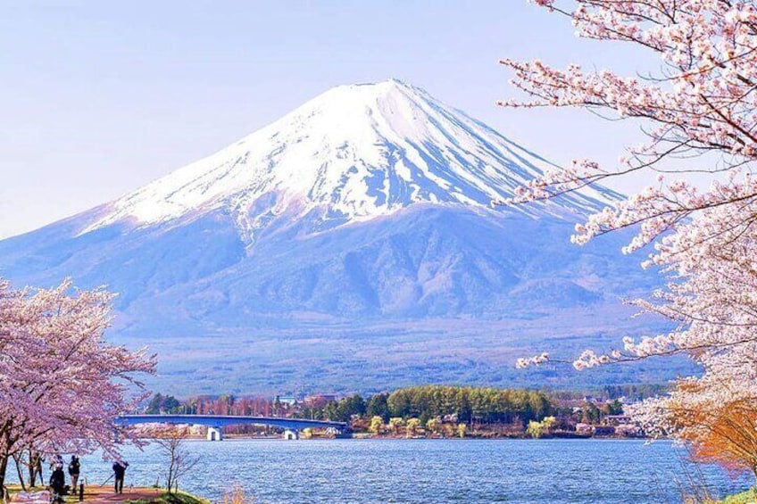 Mount Fuji celebrity Spots & Kawaguchiko four Season Flower Tour