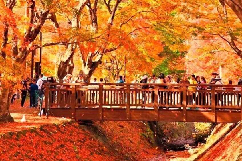 Kawaguchiko Maple Corridor