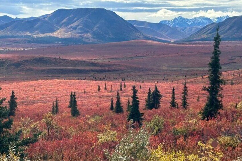 Denali Summer Winter Trial Shuttle with Professional Camera