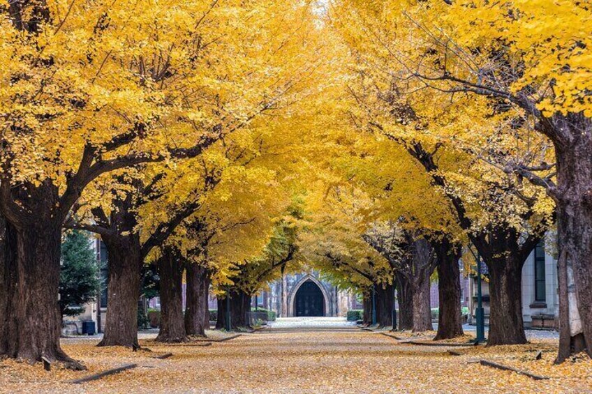 Golden ginkgo tunnel shining in autumn at the University of Tokyo.