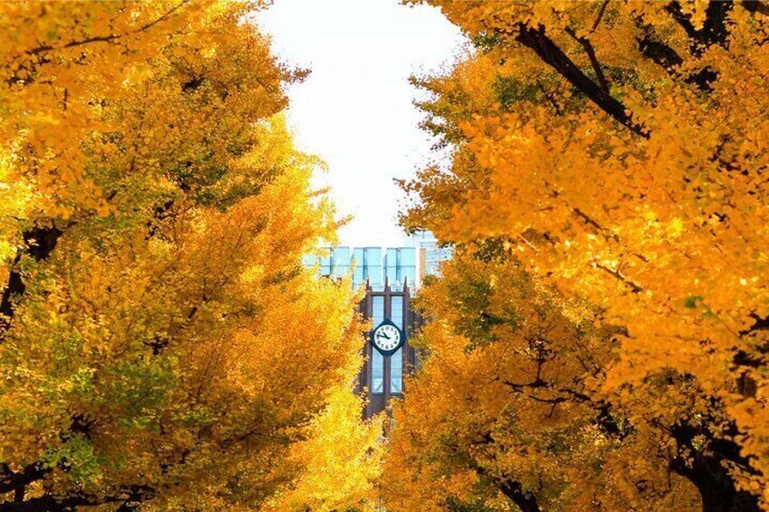Autumn vibes at University of Tokyo with golden ginkgo-lined paths.