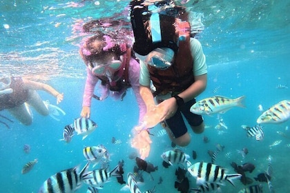 Snorkelling Blue Lagoon and Tanjung Jepun All-inclusive