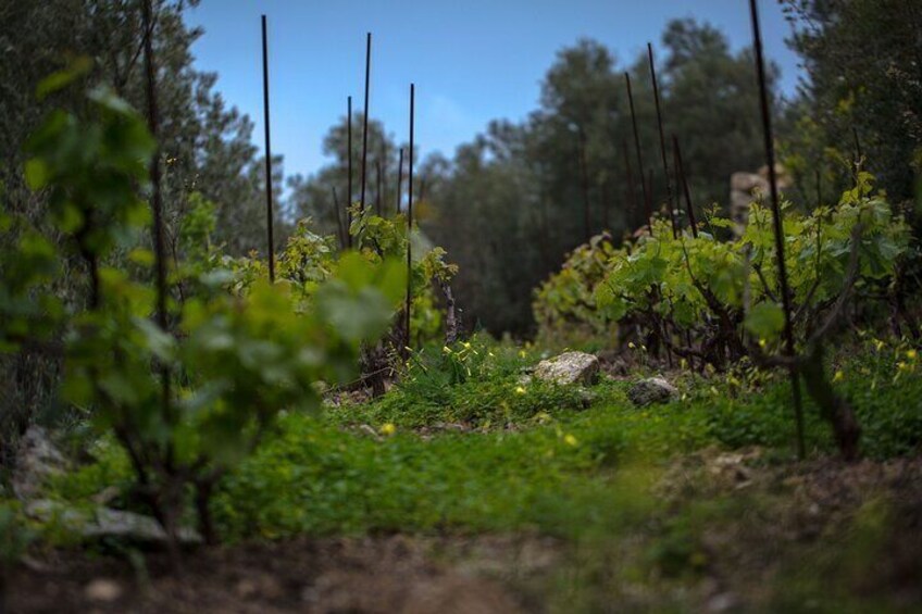 Original Ikarian Wine Tour