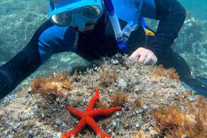 Costa Brava Highlights Snorkeling Kayaking and Cliff Jumping
