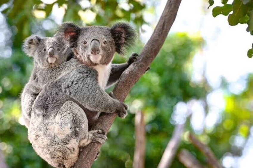 From Sydney Blue Mountains Private Tour with Wildlife Park