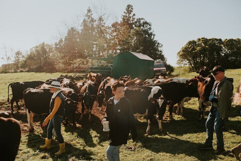 Jeep Safari Farm and Cows FD Tour