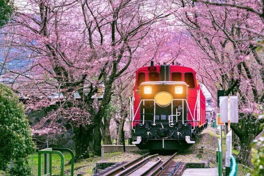 The Sagano Romantic Train offers a scenic journey through the Hozugawa valley, and during cherry blossom season