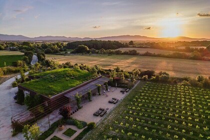 Vineyard Walk and Wine Tasting: Discover the Essence of l'Emporda