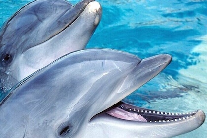 30 Min Swim with the Dolphins with Transfers - Sharm El Sheikh