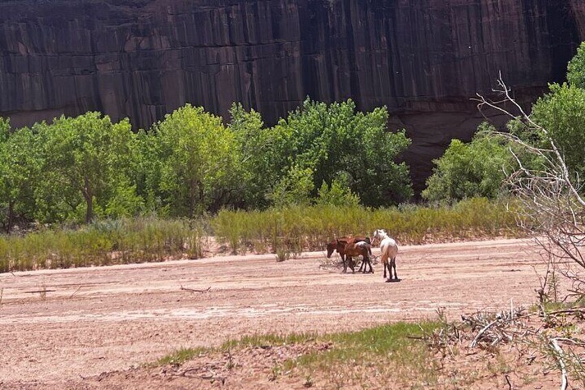 Canyon Combo Tours