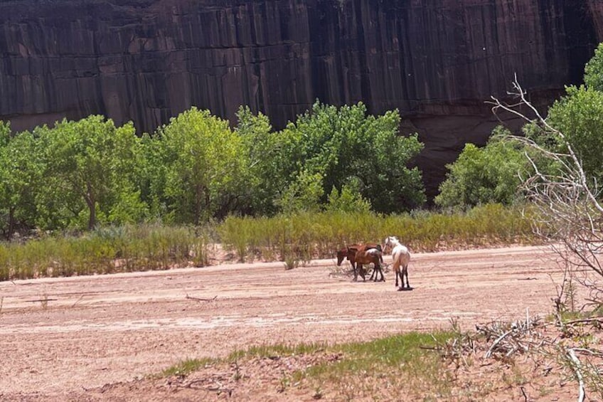 Canyon Combo Tours