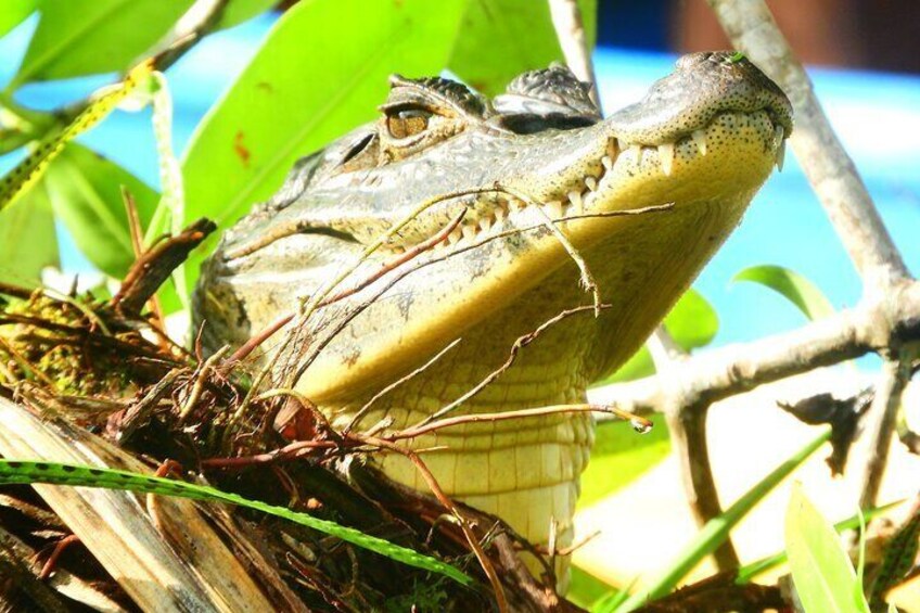 Four activities in Tortuguero with Two Breakfasts Included