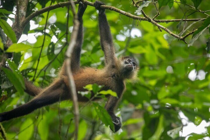 Four activities in Tortuguero with Two Breakfasts Included
