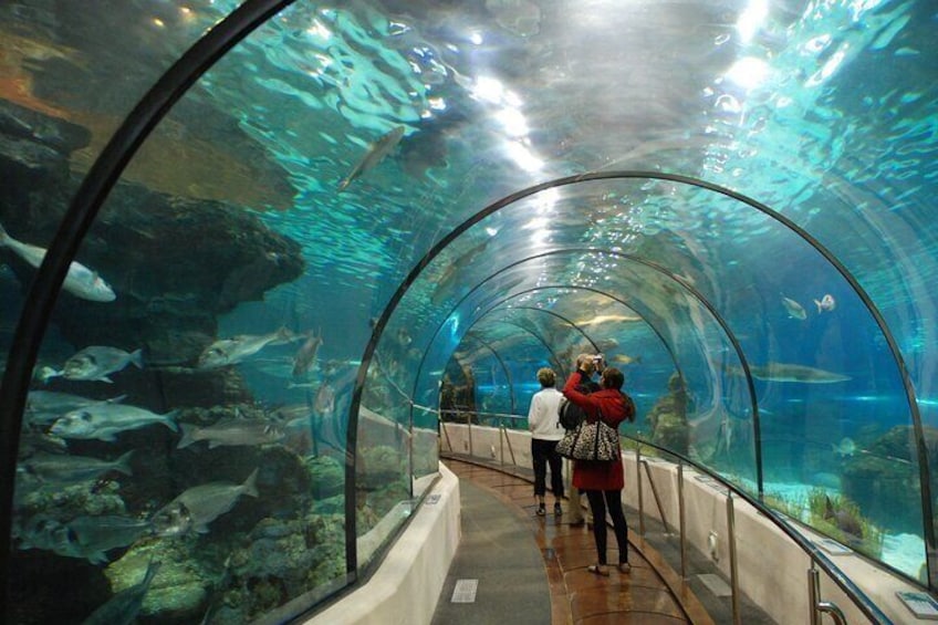 Grand Aquarium Amazing Full Day With transportation - Hurghada