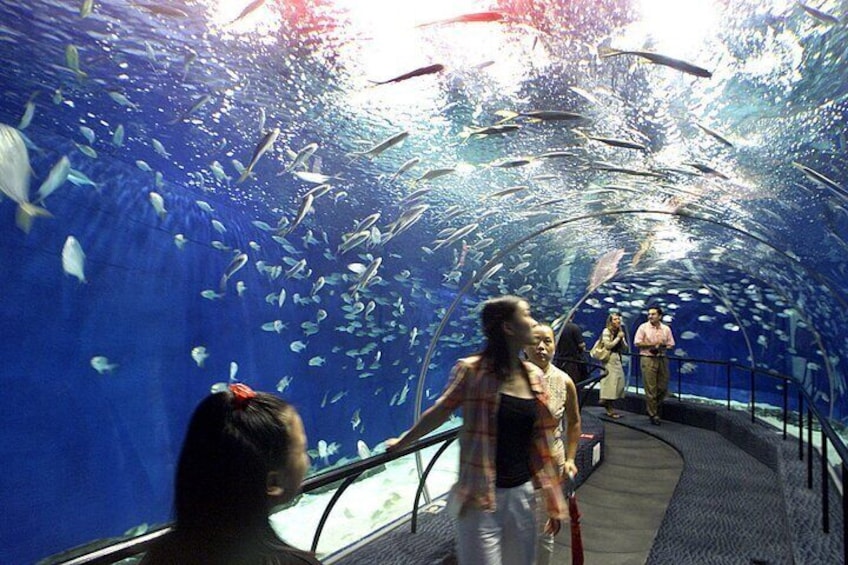 Grand Aquarium Amazing Full Day With transportation - Hurghada