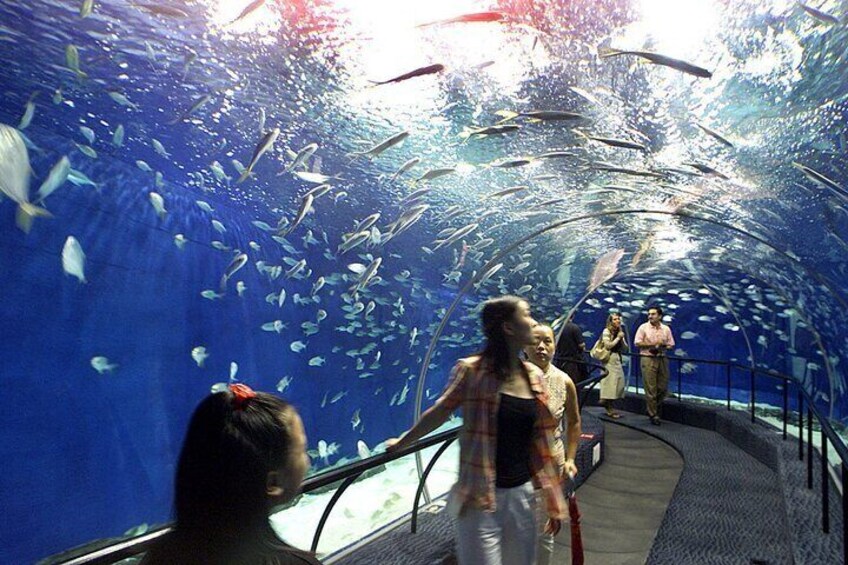 Grand Aquarium Amazing Full Day With transportation - Hurghada