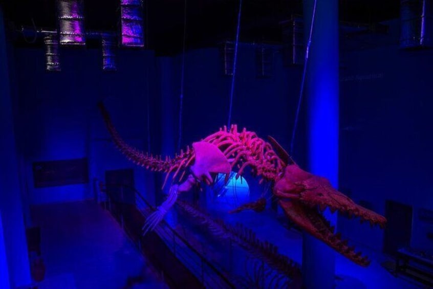 Grand Aquarium Amazing Full Day With transportation - Hurghada