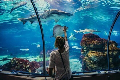 Grand Aquarium Amazing Full Day With transportation - Hurghada