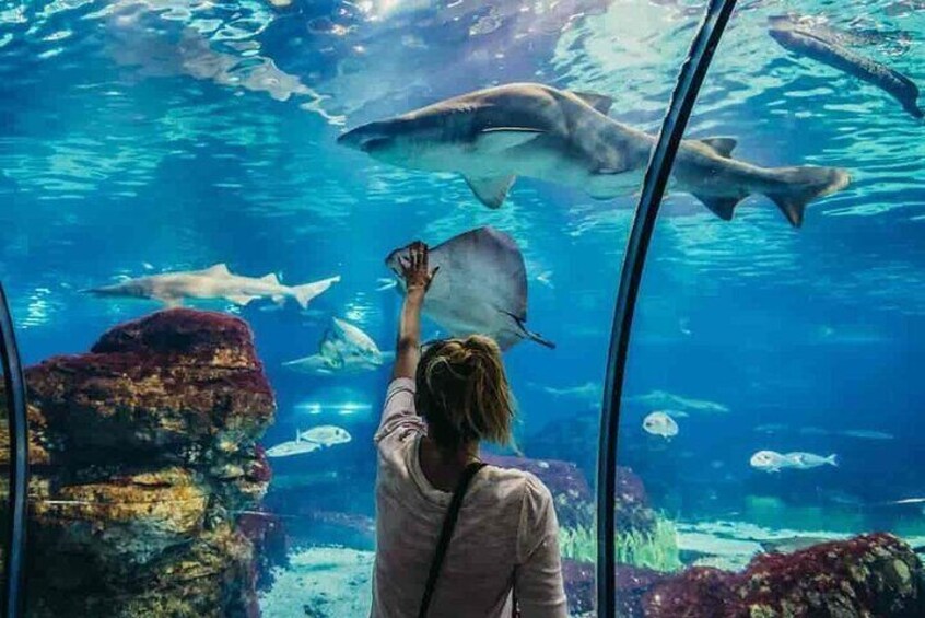Grand Aquarium Amazing Full Day With transportation - Hurghada