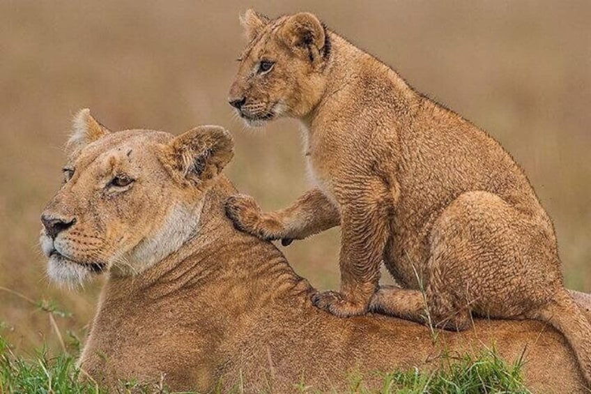 Nairobi National Park Sheldrick Wildlife and Giraffe Center
