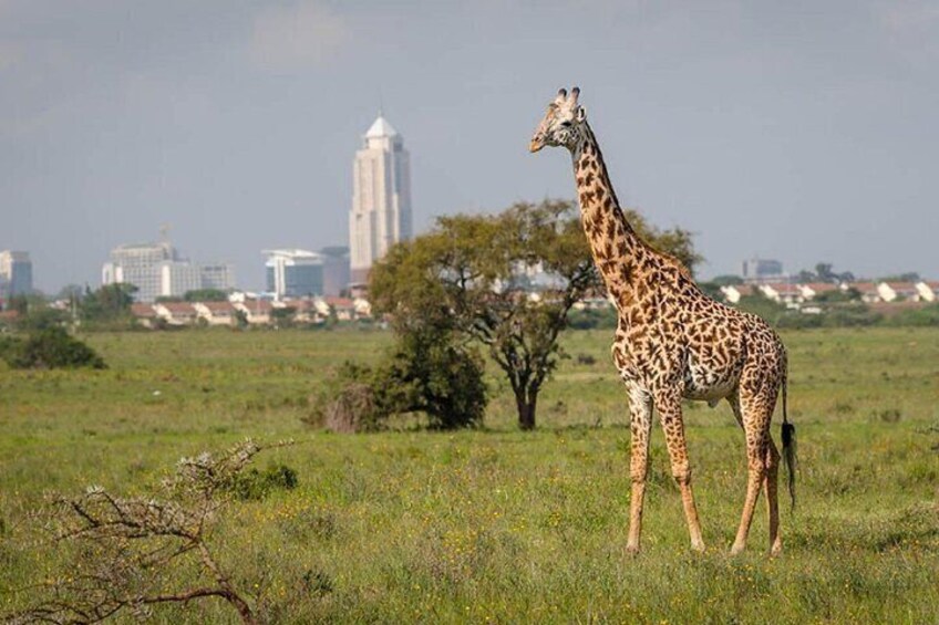 Nairobi National Park Sheldrick Wildlife and Giraffe Center