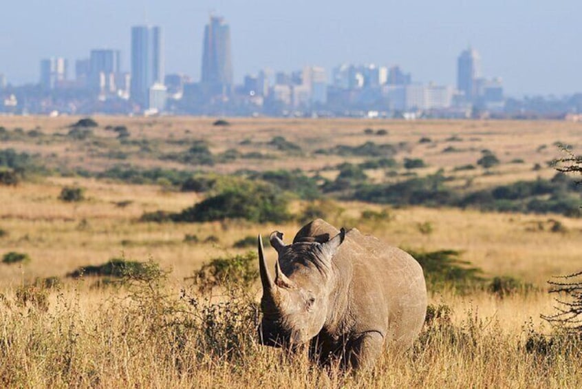 Nairobi National Park Sheldrick Wildlife and Giraffe Center