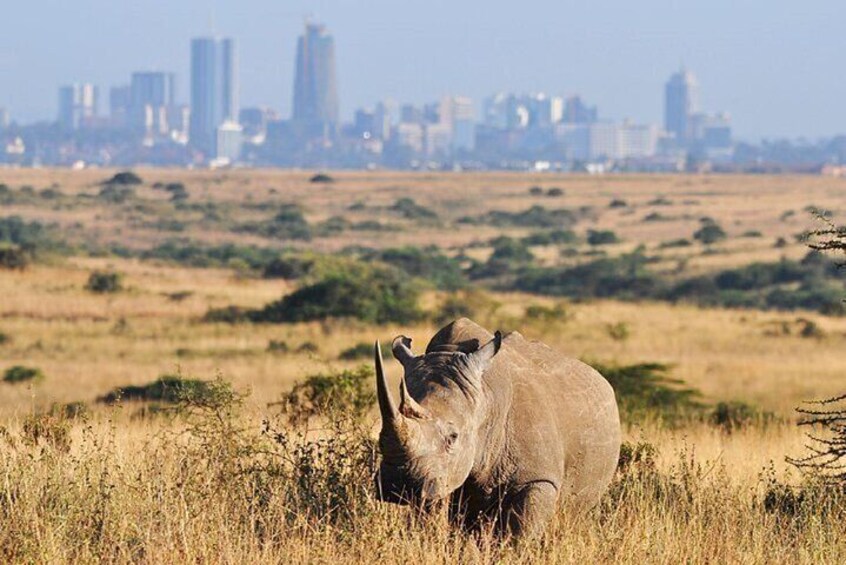 Nairobi National Park Sheldrick Wildlife and Giraffe Center