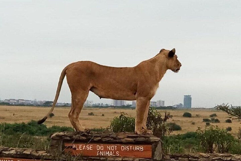 Nairobi National Park Sheldrick Wildlife and Giraffe Center