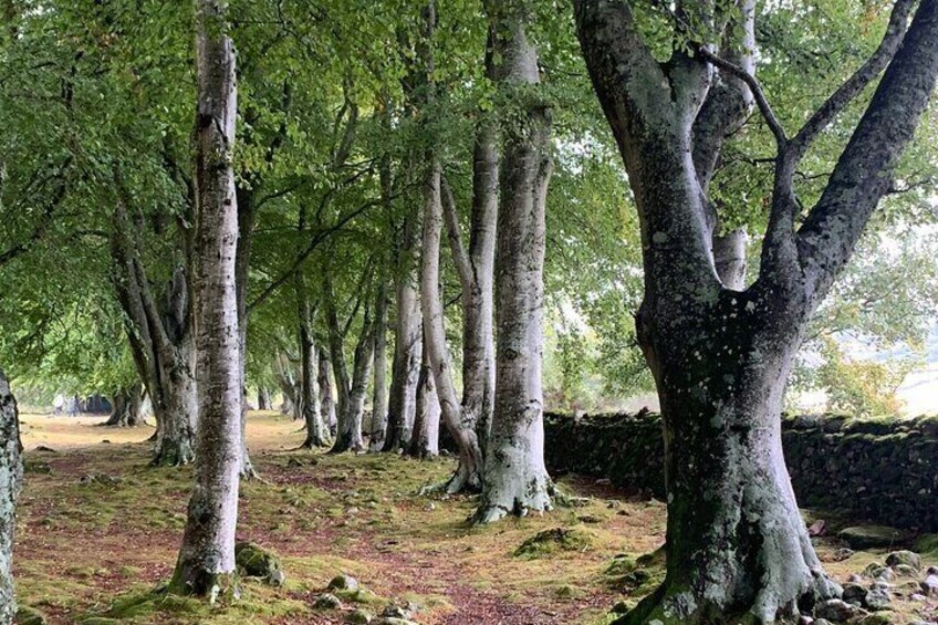 Invergordon Loch Ness Castles and Distillery Small Group Tour