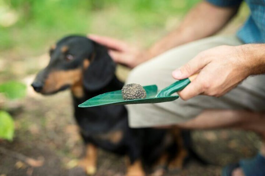 Guided Truffle Hunting Tour from Ljubljana