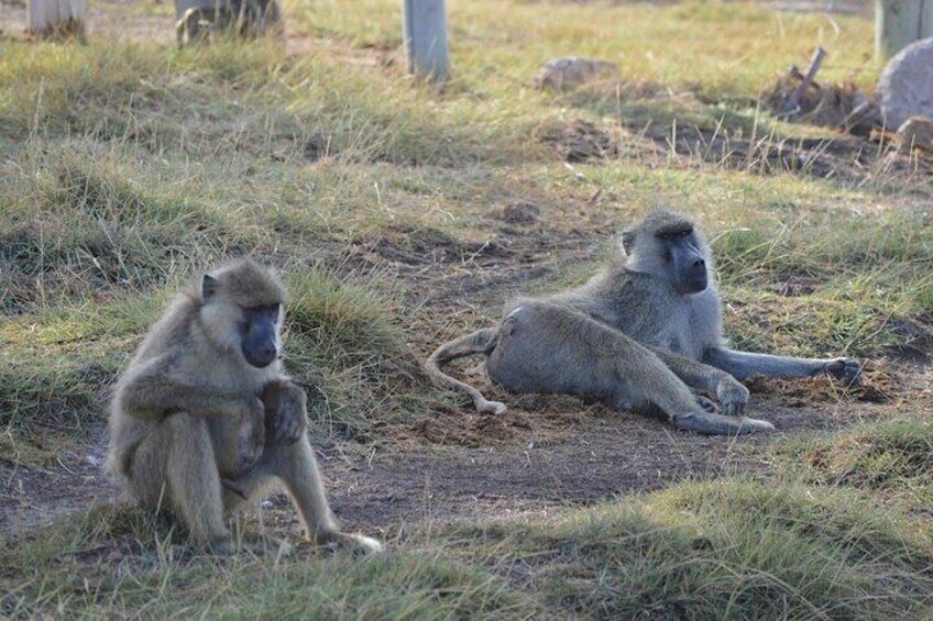 Day trip to Hells Gate and Lake Naivasha from Nairobi
