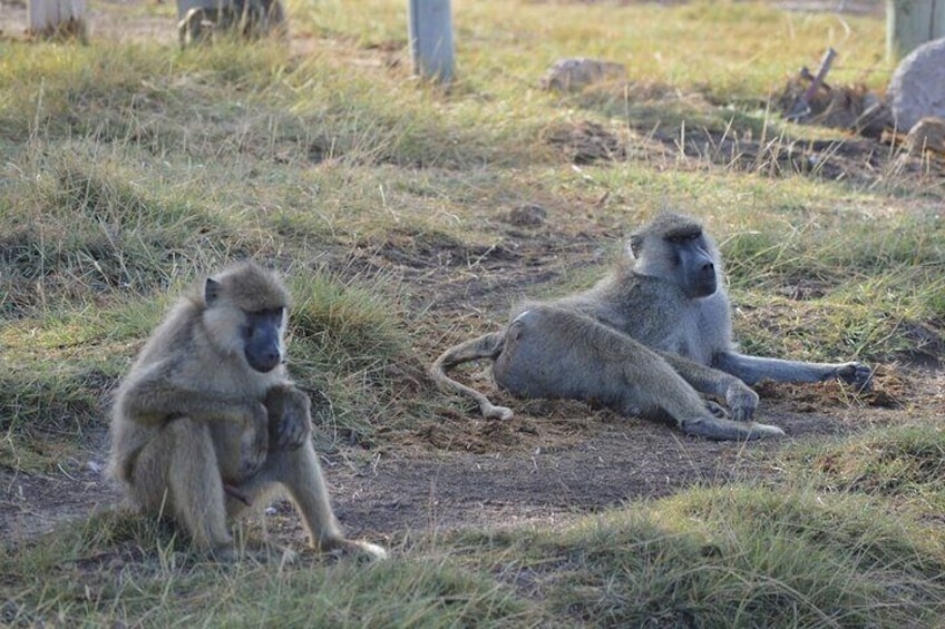 Day trip to Hells Gate and Lake Naivasha from Nairobi